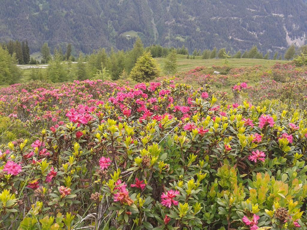 Habicher Pettneu am Arlberg